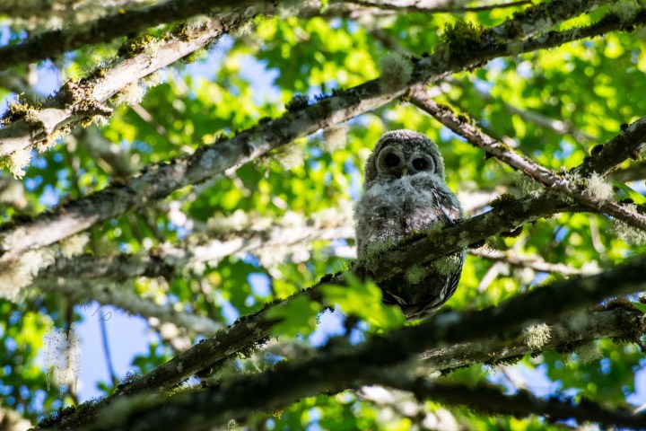 Brendan_McGarry_150608_00171