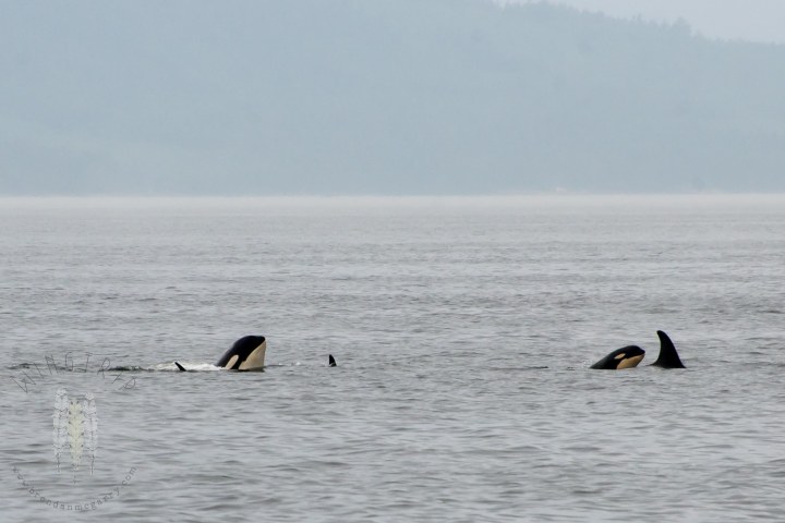 Brendan_McGarry_150711_00008-2