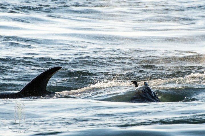 Brendan_McGarry_150804_00179