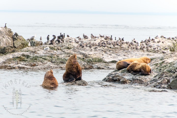 Brendan_McGarry_150812_00116