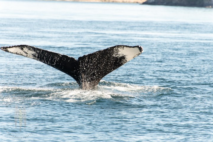 Brendan_McGarry_150818_00074