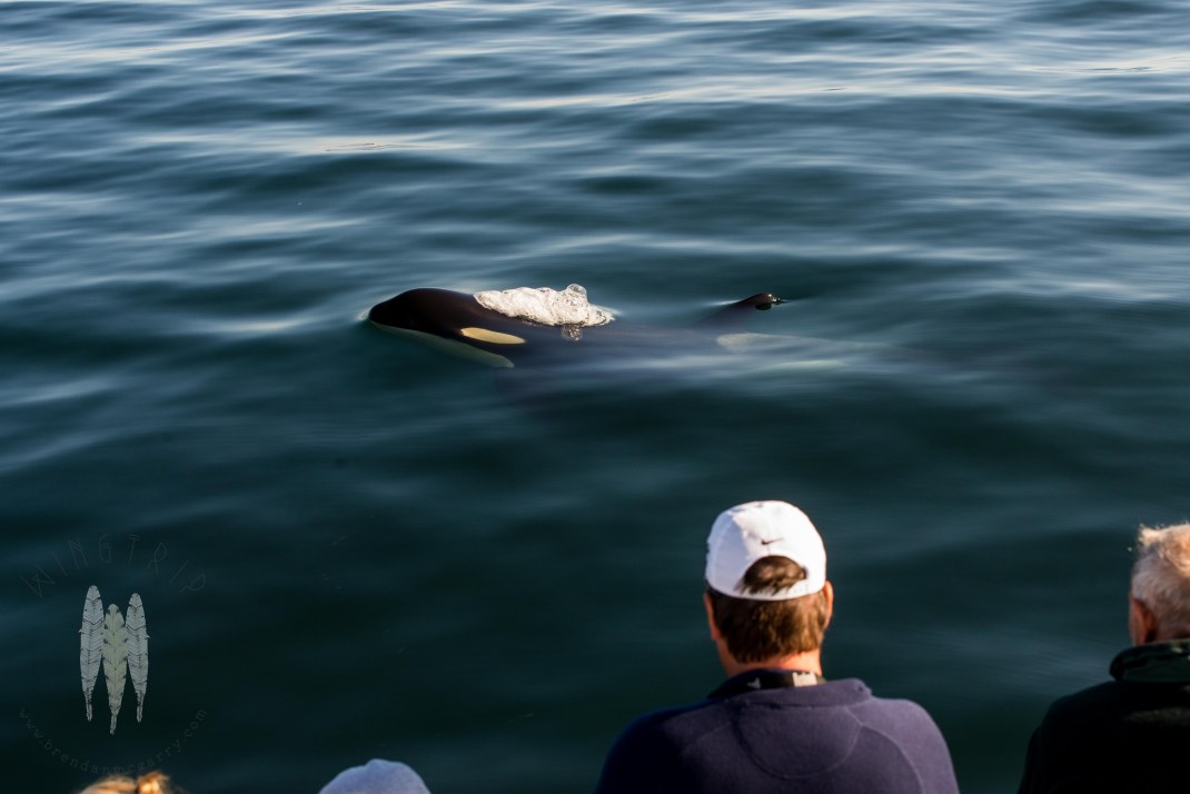 Brendan_McGarry_150821_00306