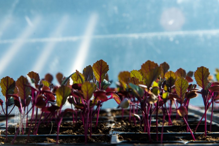 Brendan_McGarry_150309_00567