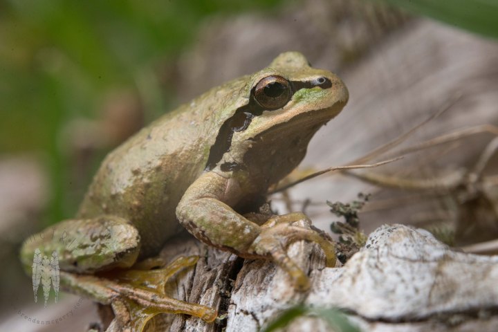 Brendan_McGarry_150324_00921