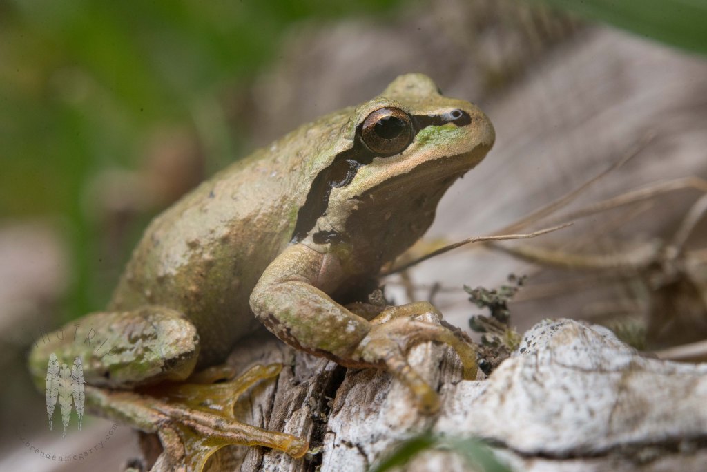 Brendan_McGarry_150324_00921