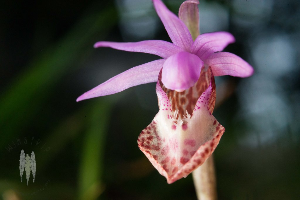 Brendan_McGarry_150324_00959