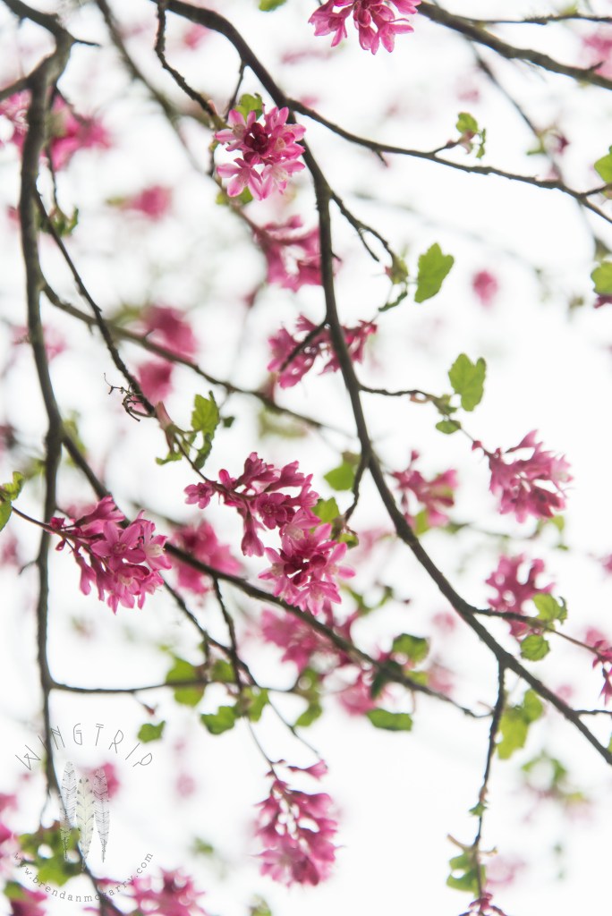 Brendan_McGarry_150329_00980