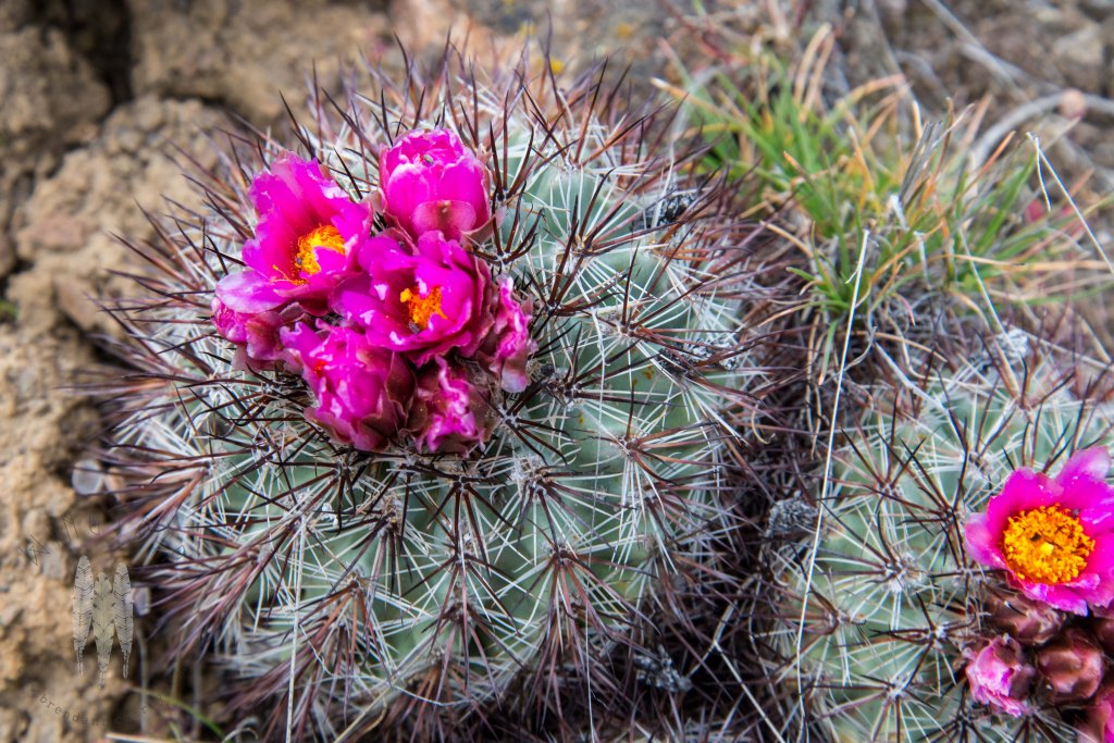 Brendan_McGarry_150412_00222