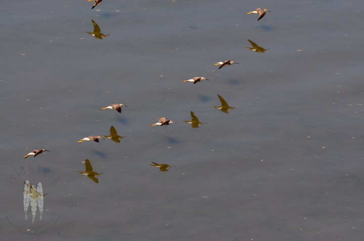 Brendan_McGarry_150417_00005