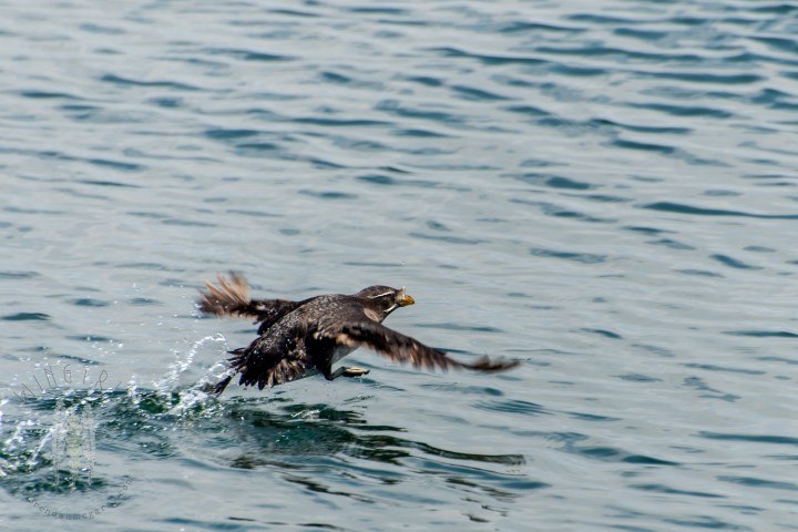 Brendan_McGarry_150512_00078