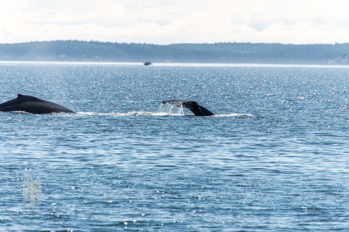 Brendan_McGarry_150514_00054