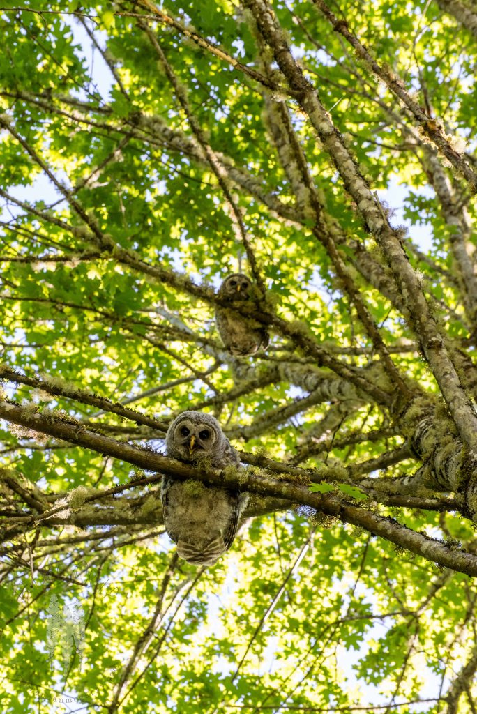 Brendan_McGarry_150608_00143