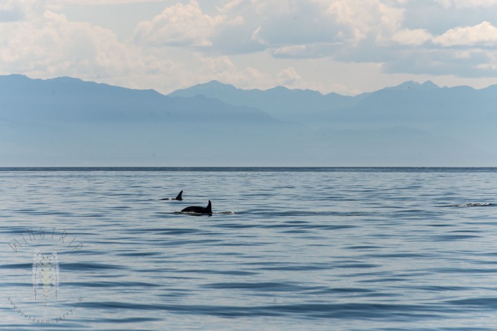 Brendan_McGarry_150623_00073