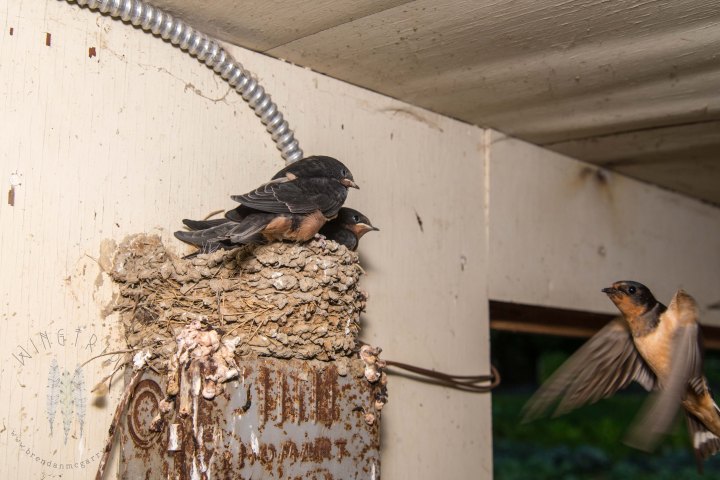 Brendan_McGarry_150626_00112