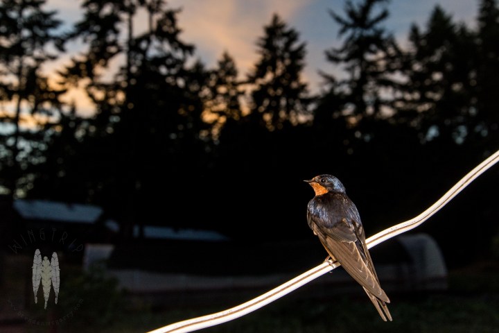 Brendan_McGarry_150626_00153