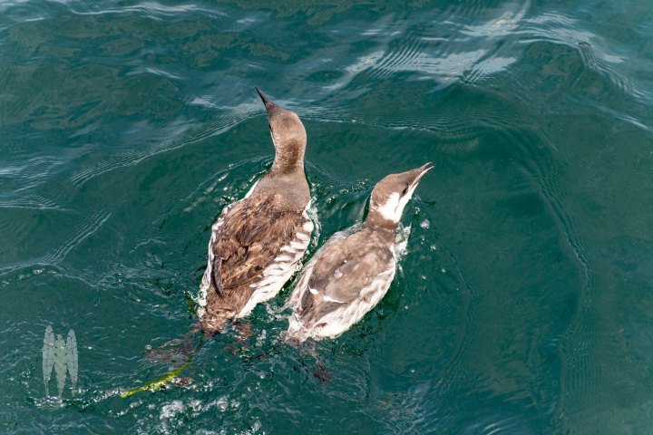 Brendan_McGarry_150903_00171