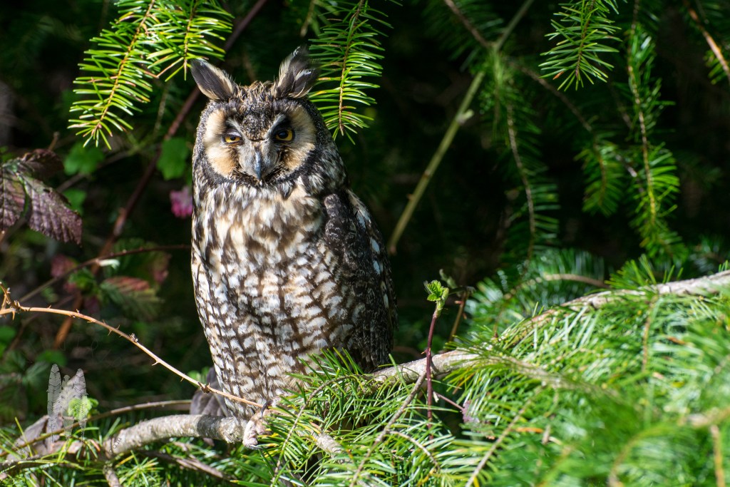 Brendan_McGarry_160305_00010-2