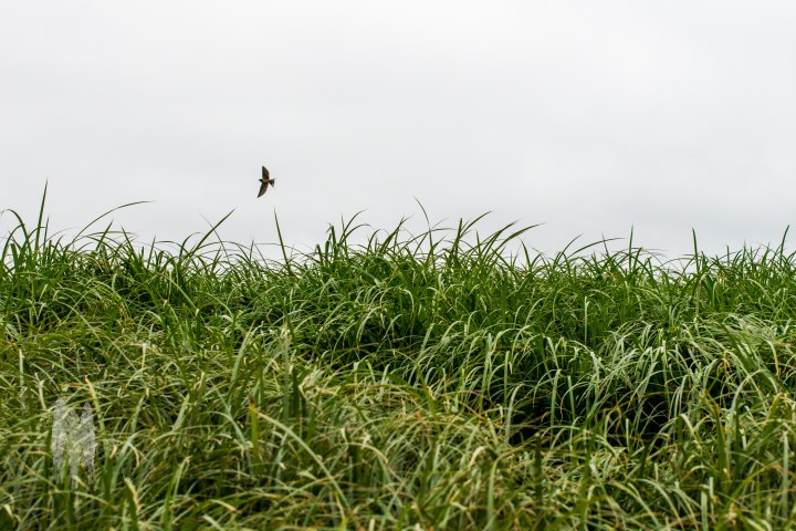 Brendan_McGarry_160514_00070