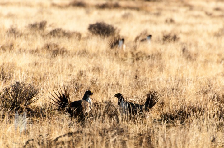 Brendan_McGarry_120417_00013