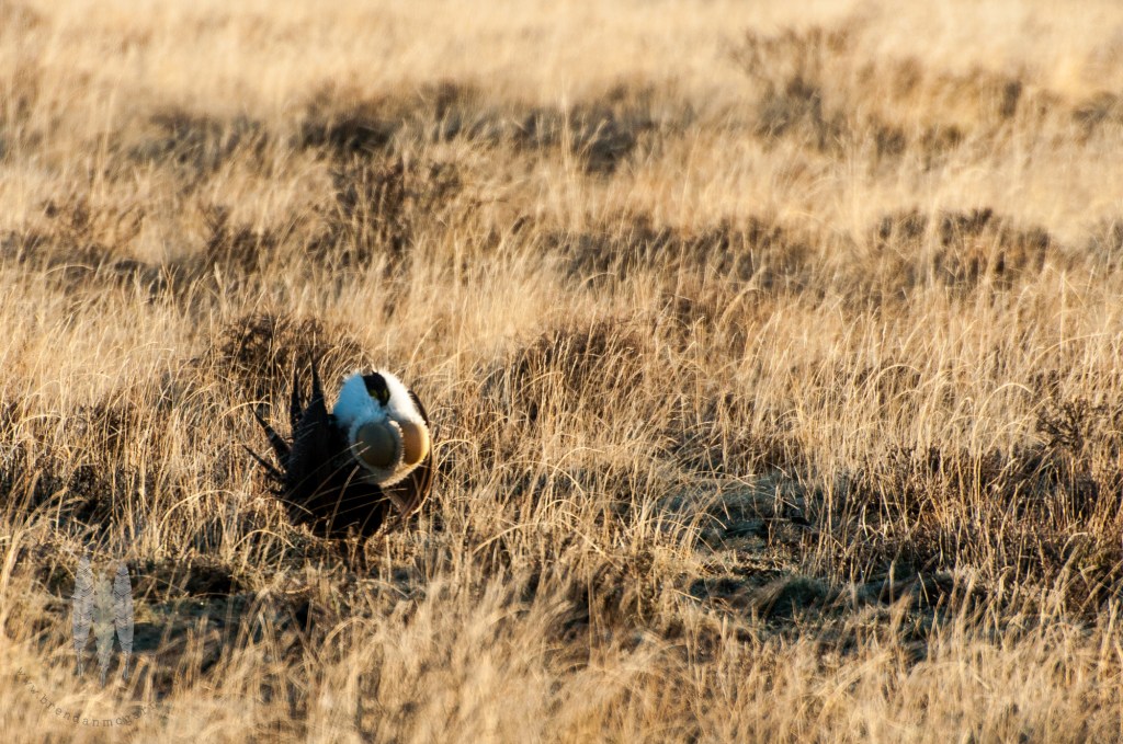 Brendan_McGarry_120417_00436