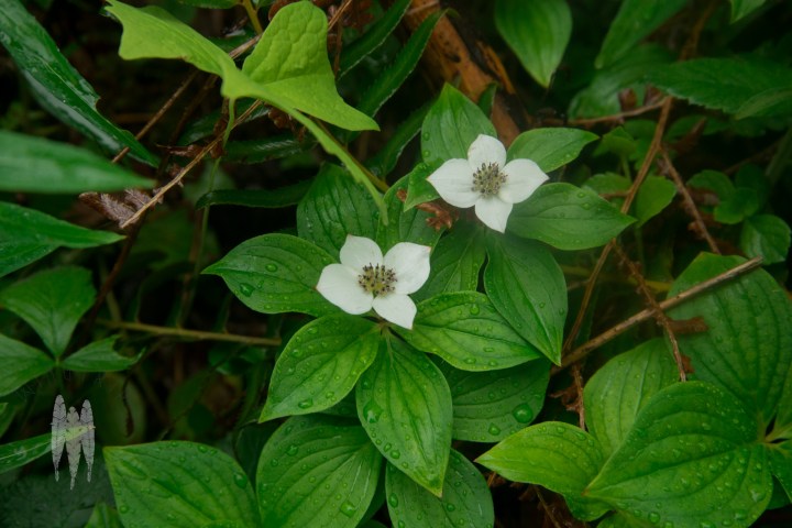 Brendan_McGarry_160521_00108