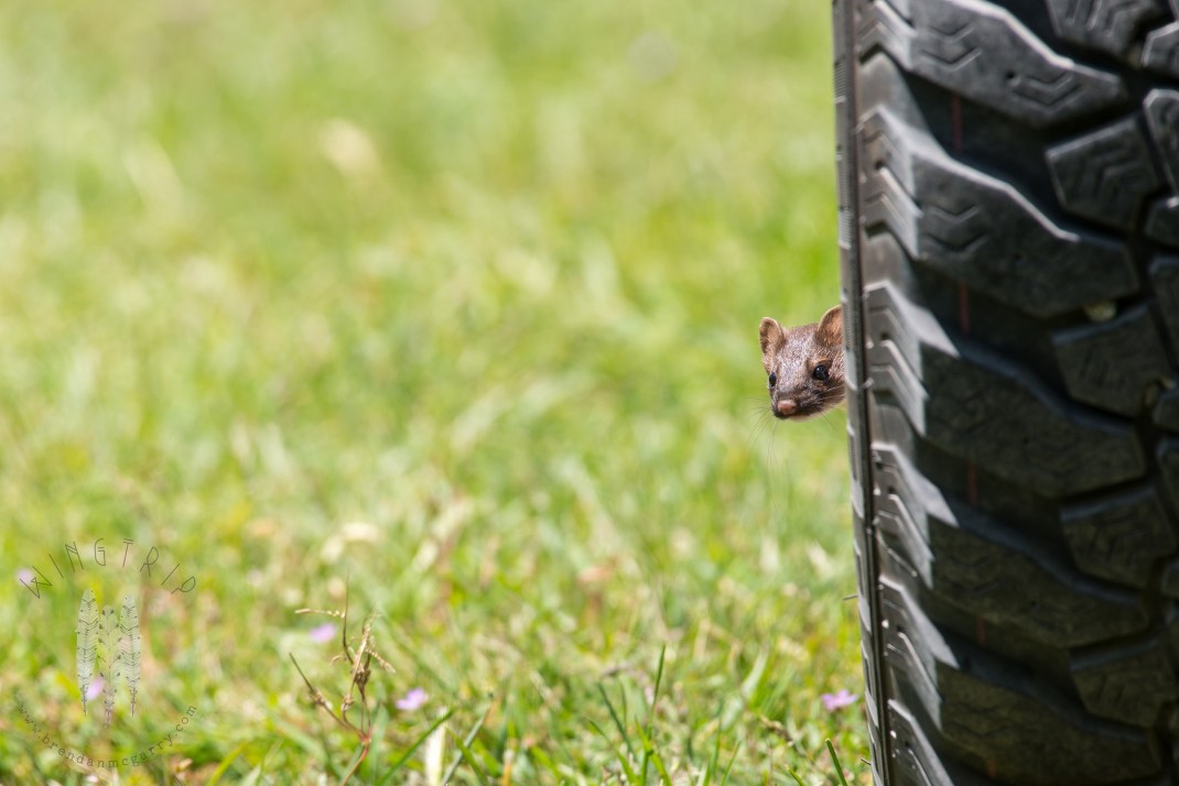 30770541874_be239aade5_k