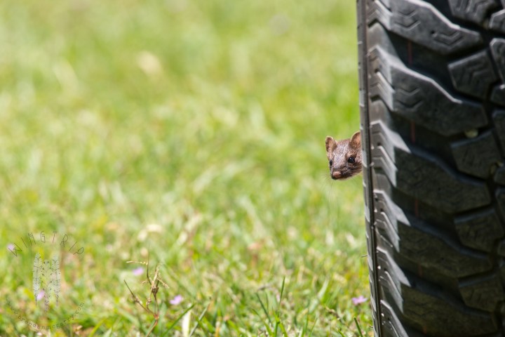 30770541874_be239aade5_k