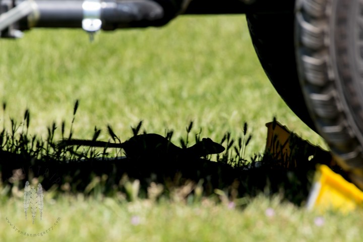 brendan_mcgarry_160528_00385