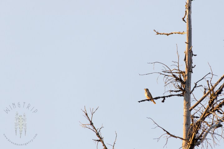 brendan_mcgarry_160529_00102