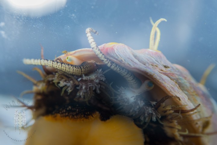 brendan_mcgarry_160611_00134