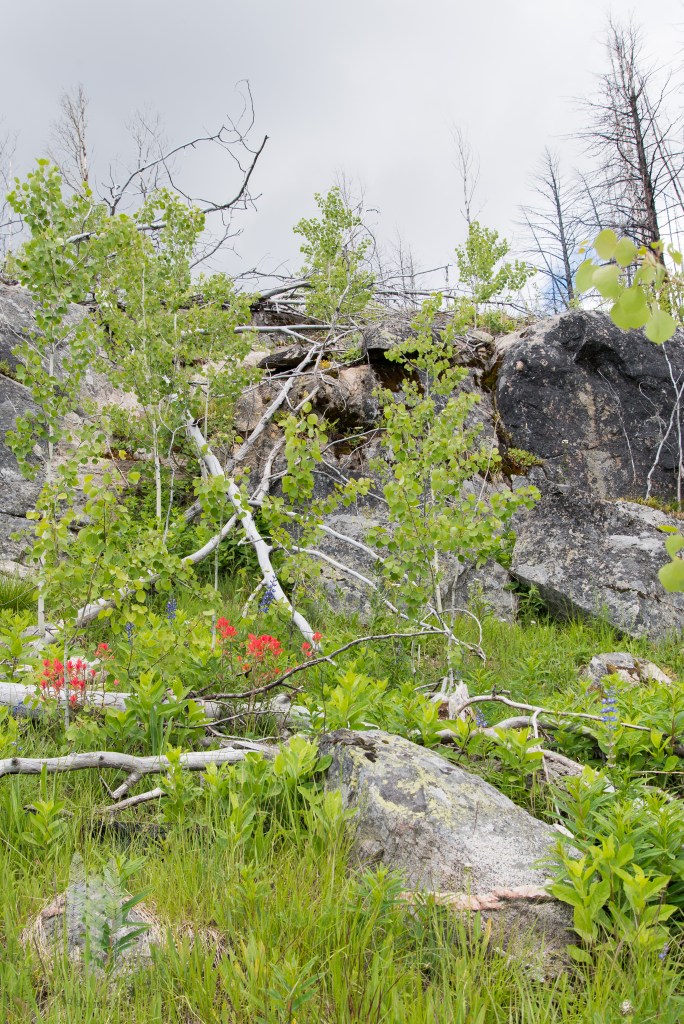 brendan_mcgarry_160626_00332