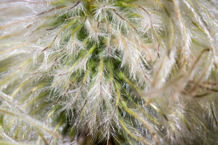 brendan_mcgarry_160731_00073