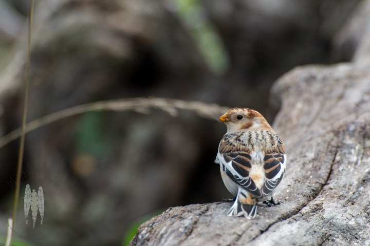 brendan_mcgarry_161106_00062