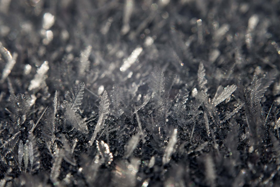 Brendan_McGarry_170106_00270