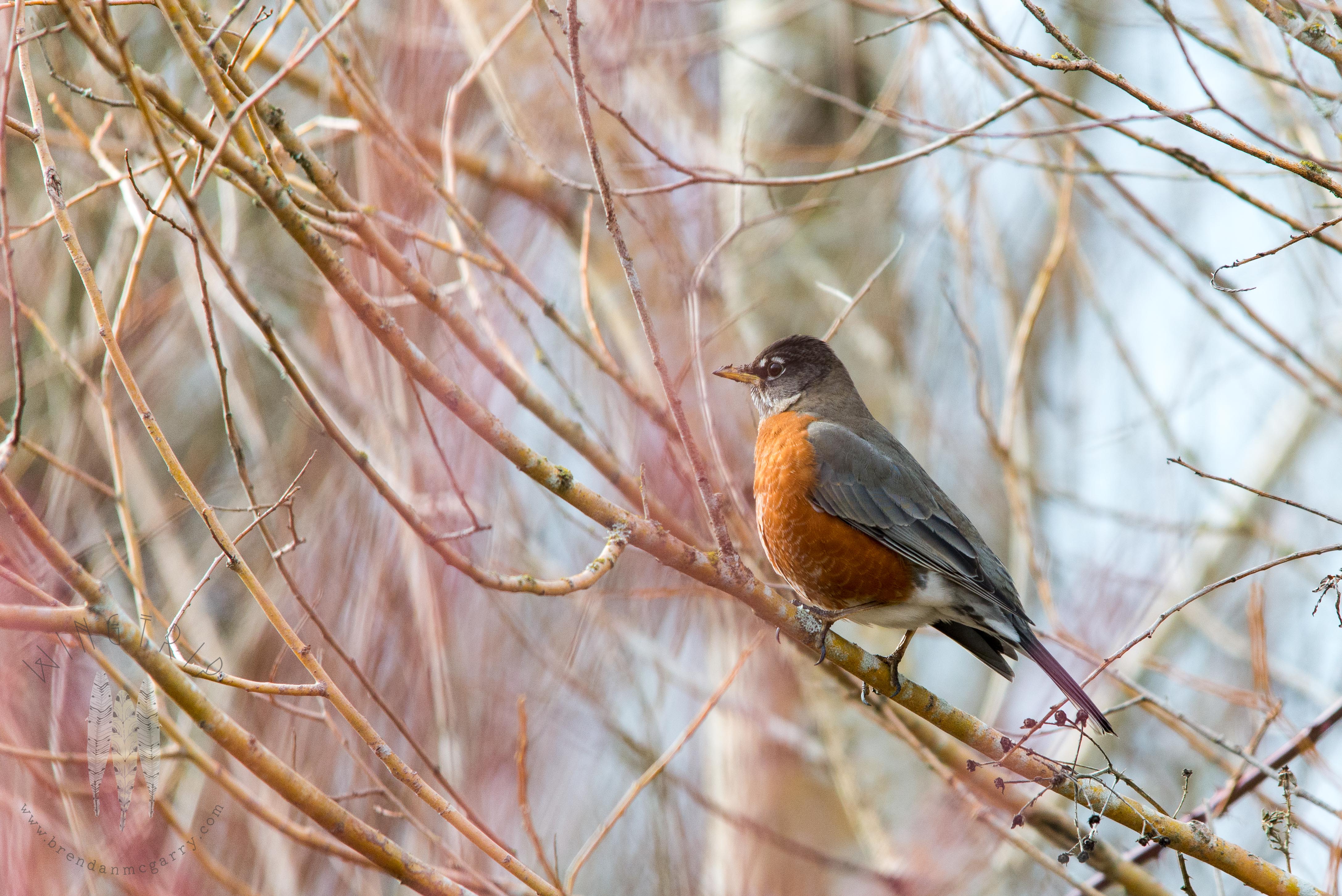 Brendan_McGarry_170225_00020