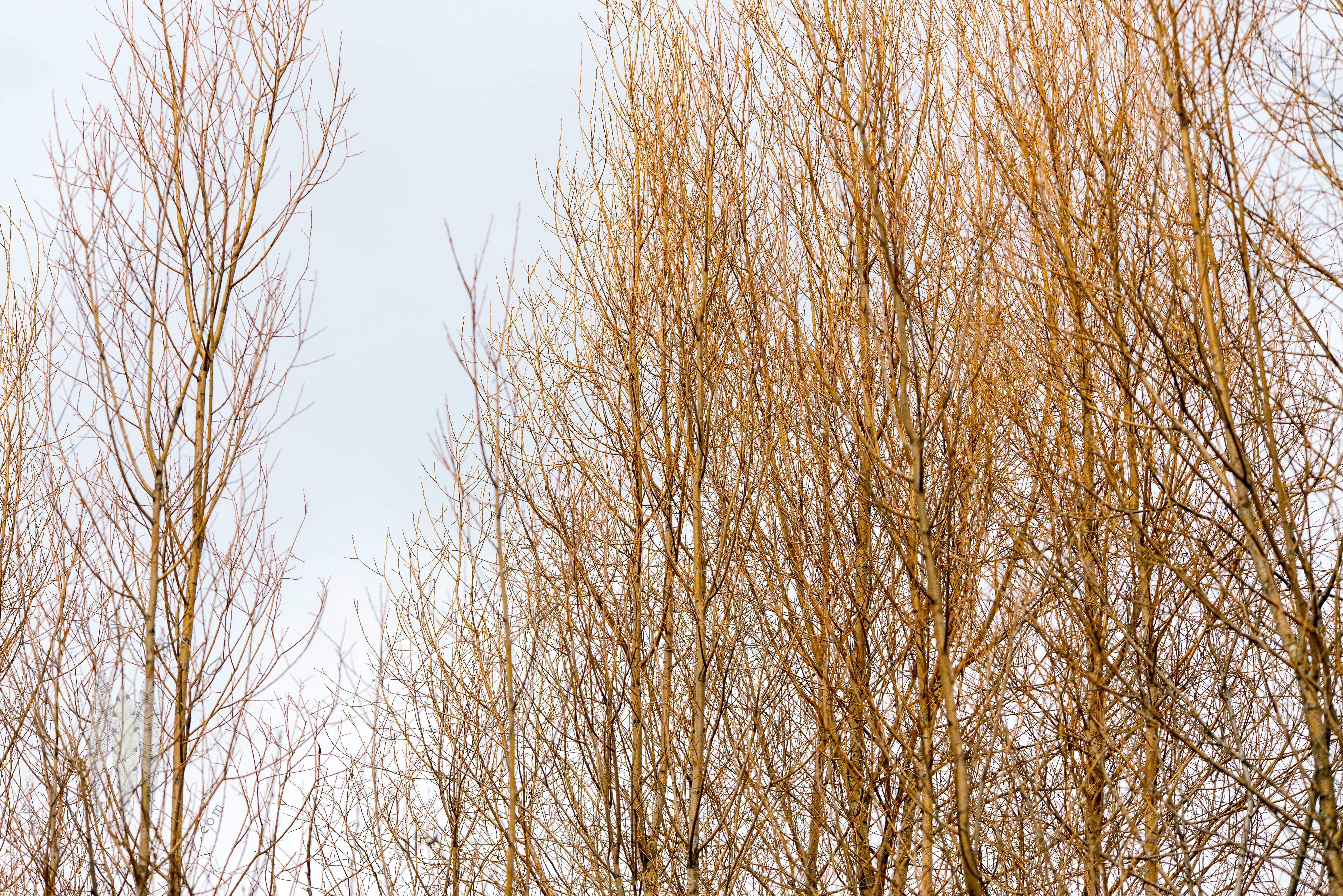 Brendan_McGarry_170225_00035