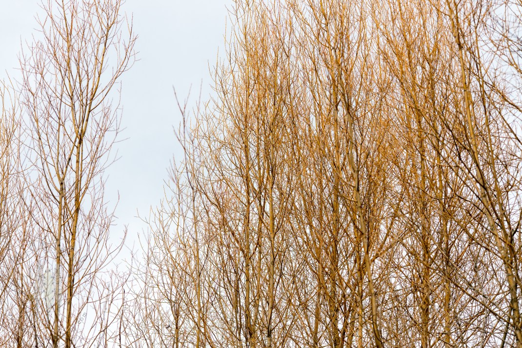 Brendan_McGarry_170225_00035