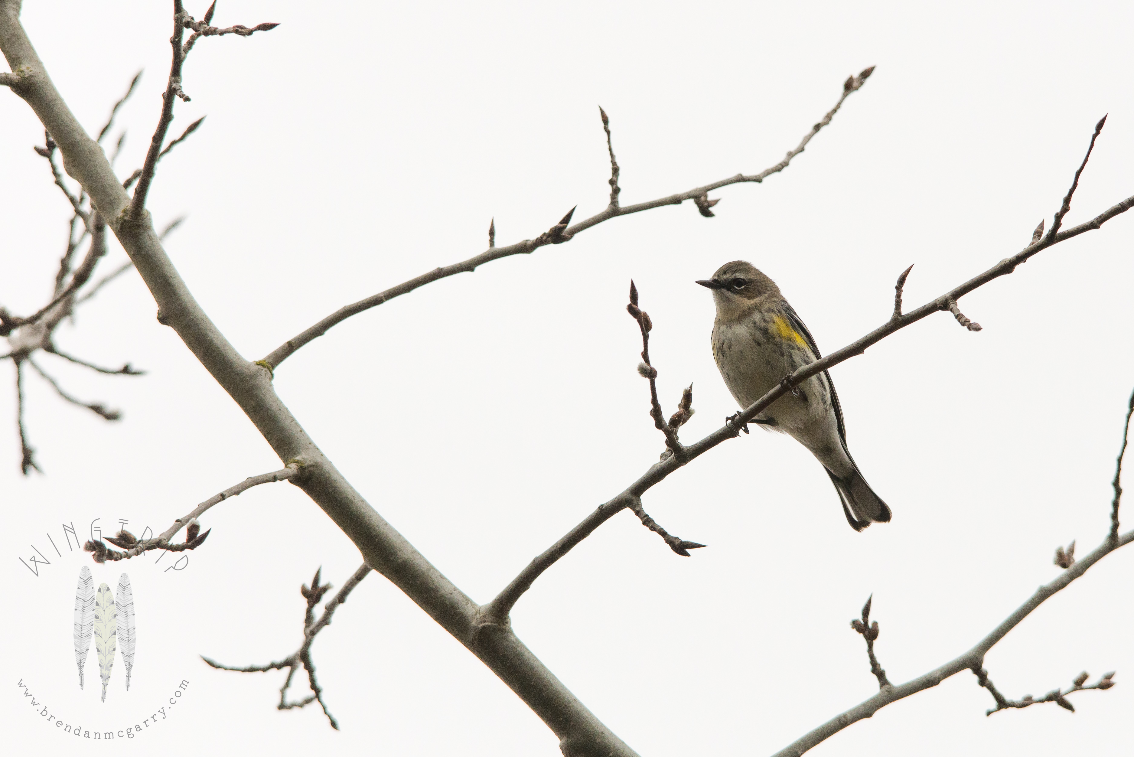 Brendan_McGarry_170225_00200